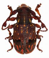 Xylotribus decorator  (Fabricius, 1801)