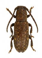 Adetus punctatus (Thomson, 1868)