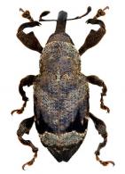 Heilipodus arcturus (Pascoe, 1889)