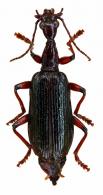 Agra sp4 Group Erythropus