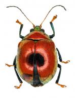 Eumolpinae Gen sp5