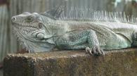 Animaux 