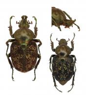 Golinca bifrons  (Olivier, 1879)  ♂ & ♀