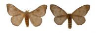 Hylesia athlia  Dyar, 1913 ♂ & ♀