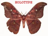 Copaxa bireni Beneluz, 2008  HOLOTYPE 