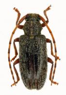 Drycothaea ochreoscutellaris  (Breuning, 1940)