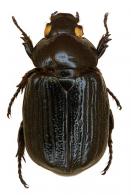 Cyclocephala dilatata  (Prell, 1934)