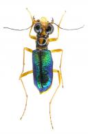 Iresia egregia egregia  Chaudoir, 1860