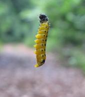 Mimallonidae Gen sp 