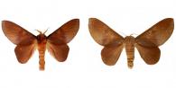 Psilopygoides oda (Schaus, 1905) ♂ & ♀