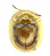 Nuzonia cayennensis  (Boheman, 1855)