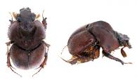 Neoathyreus lanuginosus Klug, 1843