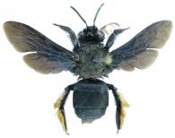 Epicharis rustica (Olivier, 1789)