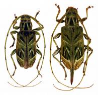 Toronaeus magnificus  (Tippmann, 1953) ♂ & ♀