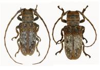 Oncideres albomaculata  Dillon & Dillon, 1946 ♂ & ♀