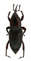 Metamarius hemipterus   (Linnaeus, 1758)
