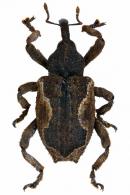 Elytrocoptus lemniscatus  Boheman, 1837