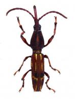 Brentinae Gen sp2