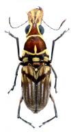 Gymnognathus hetarus Jordan, 1937