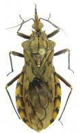 Panstrongylus lignarus  (Walker, 1873)