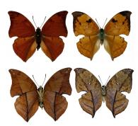 Zaretis ellops  (Ménétriés, 1855)   ♂ & ♀
