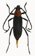 Chrysoprasis aureicollis  White, 1853