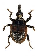 Curculionidae Gen sp106