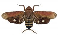 Fulgoridae Gen sp1