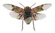 Scaralis nigronotata Stal, 1863