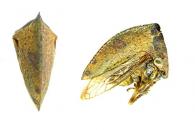 Amastris sp1