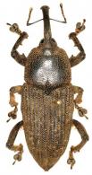 Homalinotus validus  (Olivier, 1790)