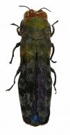 Agriloides luteoignifer Curletti & Brulé, 2011