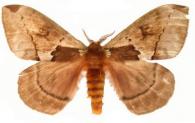 Molippa placida  (Schaus, 1921)