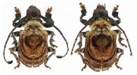 Onychocerus concentricus  Bates, 1862  ♂ & ♀