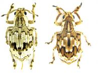 Platyomus marmoratus  (Marshall 1922) var.
