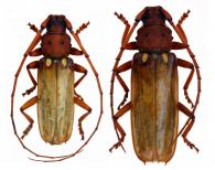 Cocoderus bisignatus Buquet, 1840 ♂ & ♀