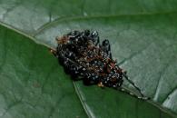 Psapharochrus chrysopus