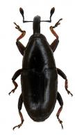 Loboderes citriventris Boheman, 1836