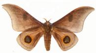 Leucanella maasseni  (Möschler, 1872)
