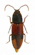 Horistonotus distigma  Candeze, 1878