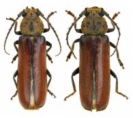 Diploschema weyrauchi Thomson, 1860 ♂ & ♀