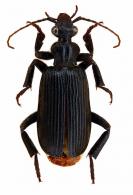 Helluomorpha macroptera cf.  Chaudoir, 1850