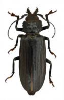 Physopleurus tritomicros  Lameere, 1912