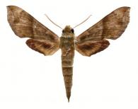 Xylophanes pistacina (Boisduval, 1875)