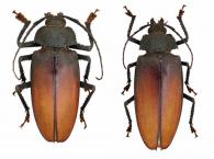 Ialyssus tuberculatus  (Olivier, 1795) ♂ & ♀