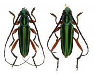 Mionochroma pseudovittatum (Schwarzer, 1923)  ♂ & ♀