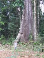 Forêt primaire