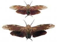 Aracynthus loicmatilei Bourgoin & Soulier-Perkins, 2001  ♂ & ♀