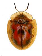 Charidotella inconstans (Boheman, 1855)