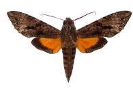 Isognathus swainsonii  Felder & Felder, 1862